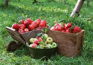 草地上的两个木质盒子里装着红苹果铁桶里装着青苹果