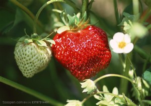 新鲜水果-在藤上的青草莓和红草莓特写