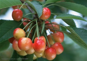 新鲜水果-挂着樱桃树上一串还未熟透的樱桃特写