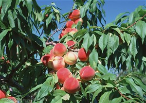 新鲜水果-仰视桃树上挂满的桃子