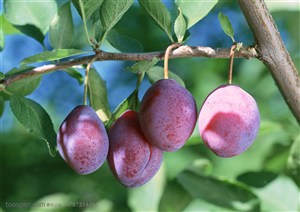新鲜水果-挂在果实枝条上的四颗西梅
