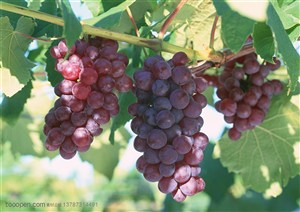 新鲜水果-挂在葡萄藤上三大串红葡萄