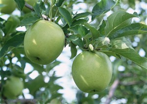 新鲜水果-仰视果树上挂着的青苹果