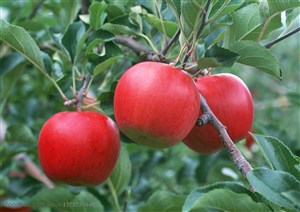 新鲜水果-果树上挂着桑红苹果