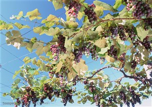 新鲜水果-仰视铁丝葡萄架上葡萄
