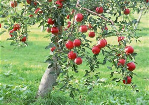 新鲜水果-草地上的苹果树挂满了红苹果