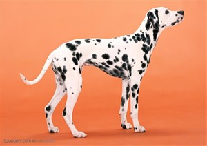 中型犬-高大的斑点狗侧面