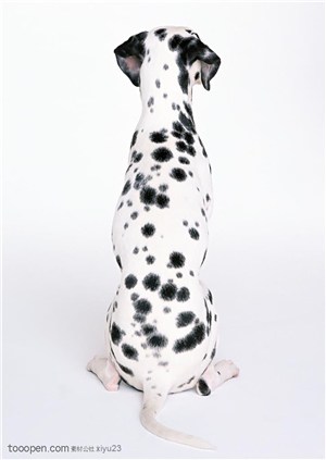 中型犬-可爱的斑点狗背面