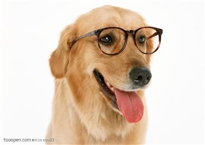 大型犬-带着眼镜的可爱狗狗素材