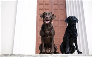 大型犬-两只黑色的拉布拉多犬