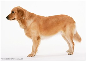 大型犬-可爱的拉布拉多犬成犬