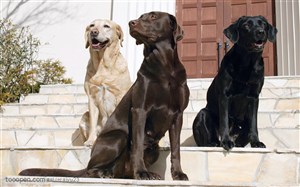 大型犬-三只可爱的拉布拉多犬