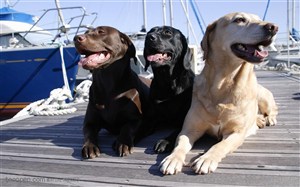 大型犬-三只趴在码头上的狗狗