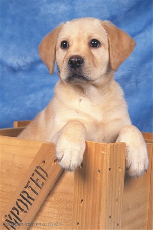 纸盒中的拉布拉多犬