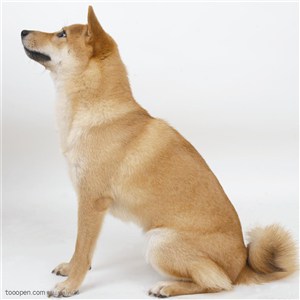 中型犬-棕色的尖嘴犬侧面中华田园犬