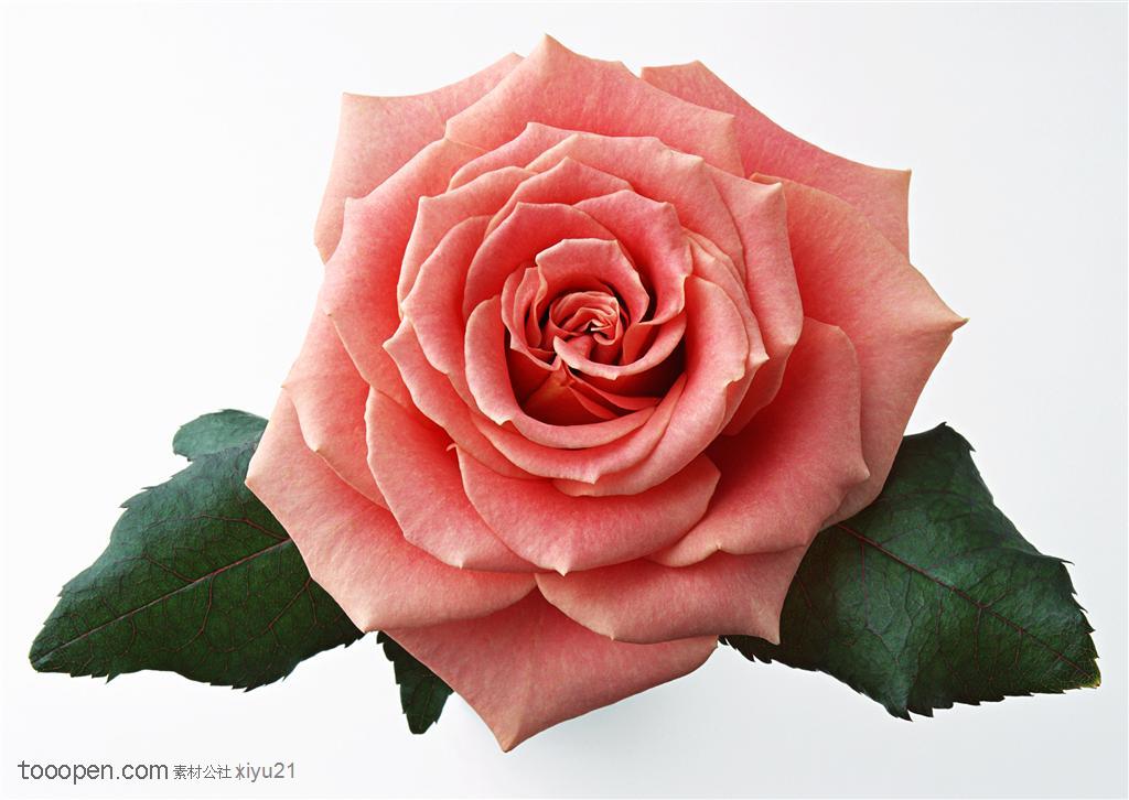 花卉物语-带着叶子的粉色玫瑰花