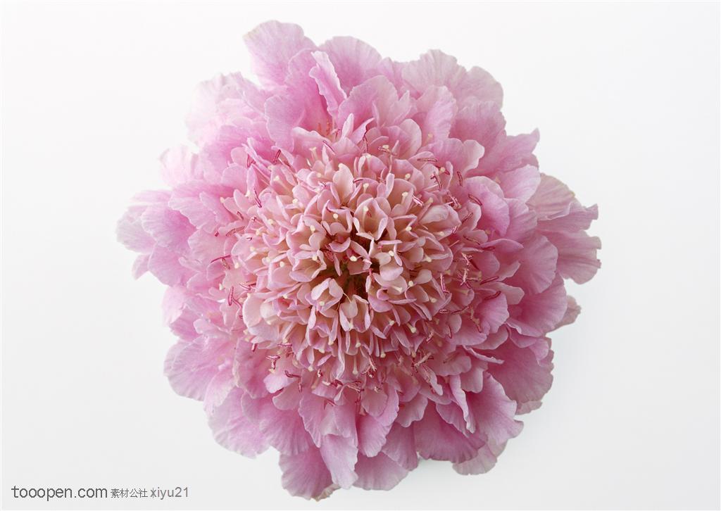 花卉物语-粉色的花朵正面