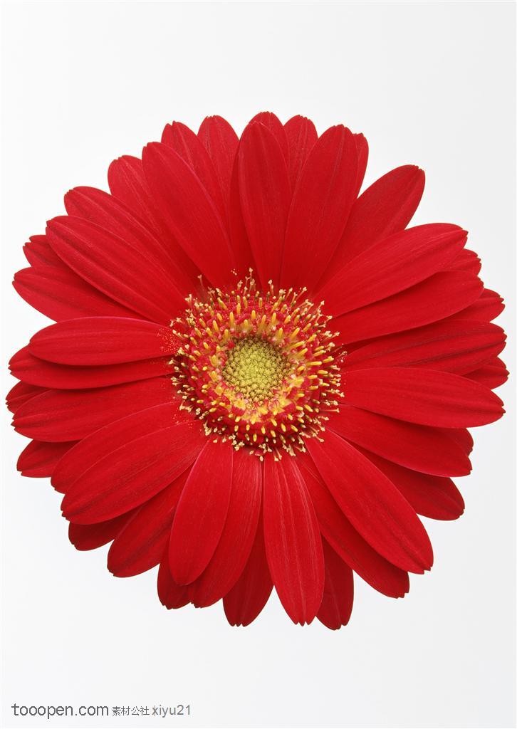 花卉物语-红色的太阳花