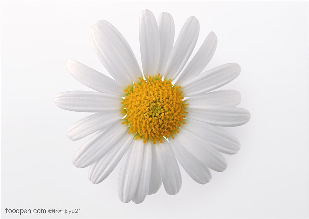 花卉物语-洁白的菊花