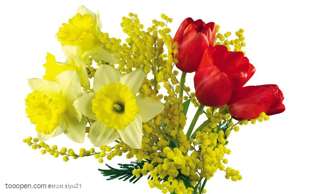 花卉物语-一束漂亮的郁金香