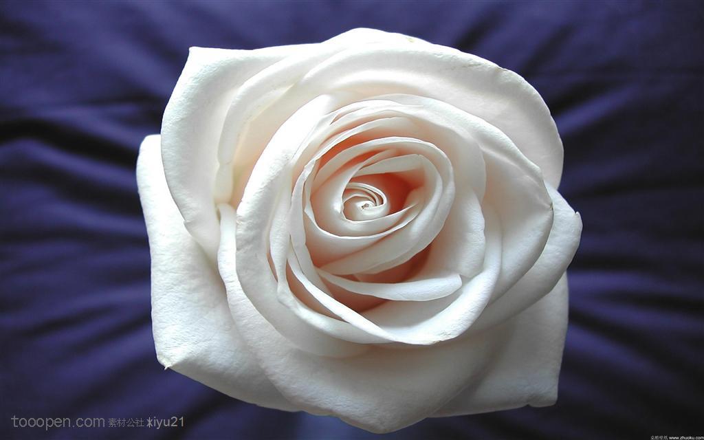 花卉物语-漂亮的白玫瑰