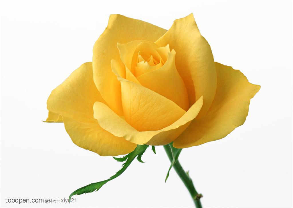 花卉物语-盛开的黄色玫瑰花