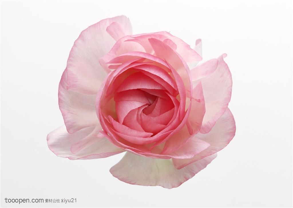 花卉物语-斜放的粉色玫瑰花