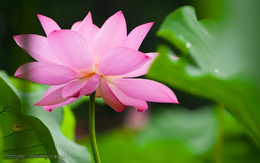 花卉物语-盛开的粉色荷花