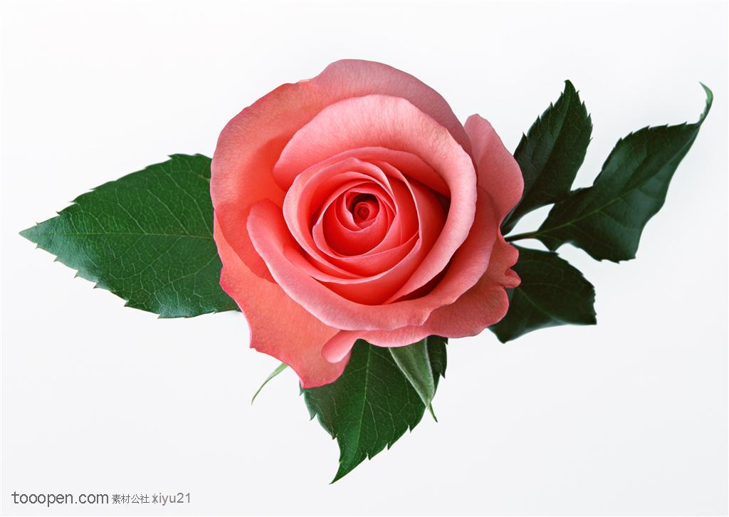 花卉物语-漂亮的红色玫瑰