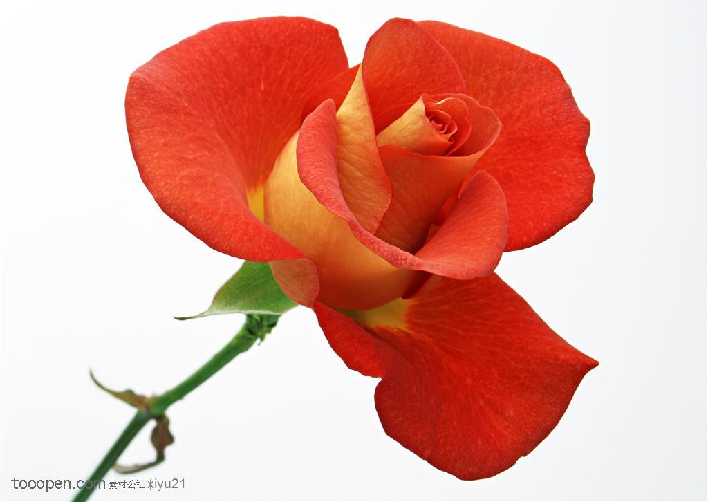 花卉物语-斜放的红色玫瑰花