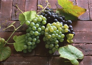 新鲜水果-放在红砖上带叶子的葡萄和提子特写