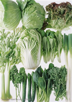 新鲜蔬菜-竖着摆放成三的卷心菜、大白菜、生菜、芹菜、大葱等新鲜蔬菜