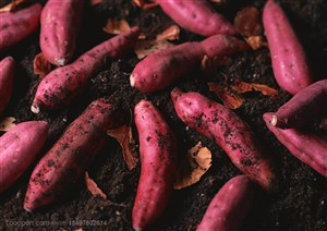 新鲜蔬菜-放在泥土中的红薯