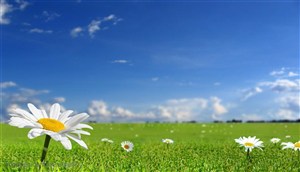 花卉物语-草地上的白色太阳花