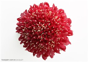 花卉物语-大红的花朵