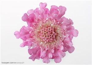 花卉物语-粉色的花朵