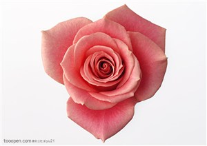 花卉物语-俯视下的粉色玫瑰花