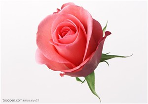 花卉物语-含苞待放的粉色玫瑰花