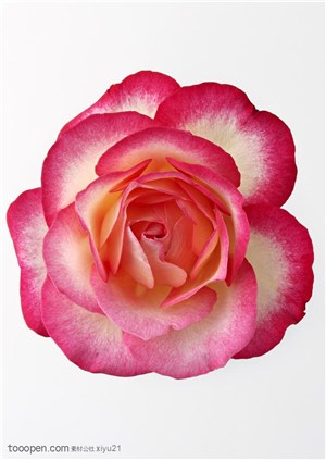 花卉物语-俯视下的双色玫瑰花