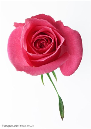 花卉物语-红色的玫瑰花