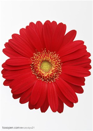 花卉物语-红色的太阳花