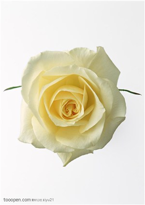 花卉物语-黄色的玫瑰花