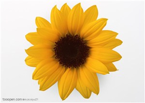 花卉物语-黄色的向日葵花盆