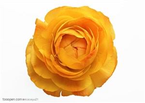 花卉物语-黄色的康乃馨