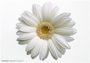 花卉物语-洁白的太阳花