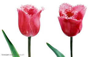 花卉物语-两朵漂亮的郁金香