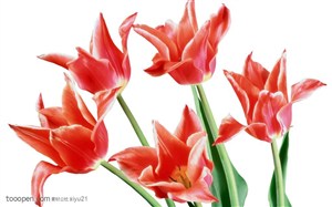花卉物语-一束盛开的红色郁金香