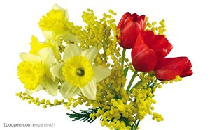 花卉物语-一束漂亮的郁金香