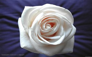 花卉物语-漂亮的白玫瑰