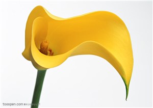 花卉物语-倾斜的黄色花朵